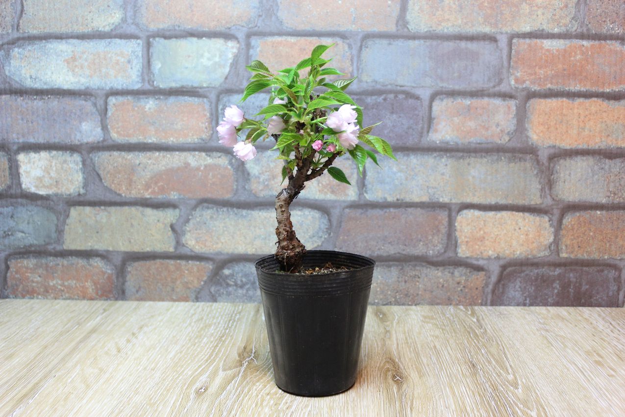 旭山桜(一才桜),苔,苔玉,ミニ盆栽,盆栽通販,