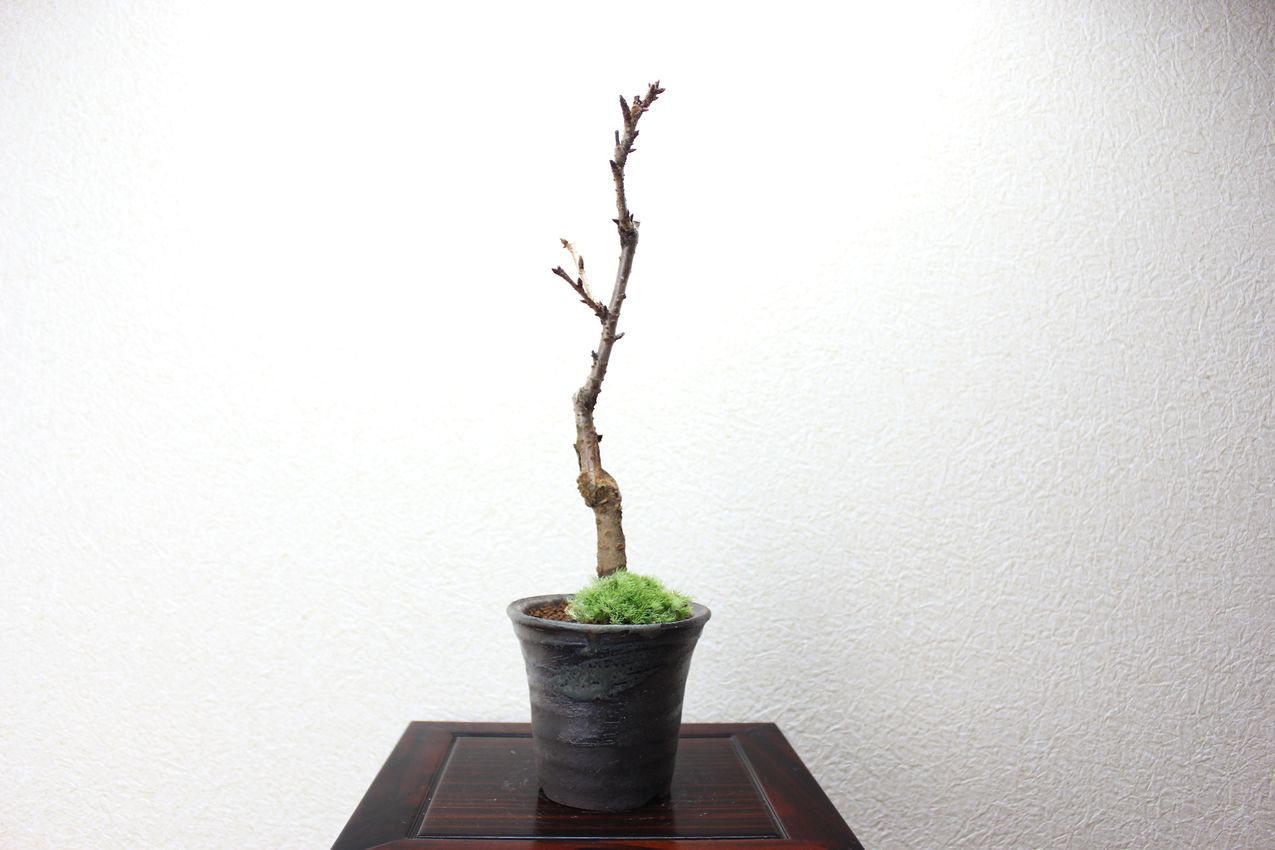 旭山桜,苔,苔玉,ミニ盆栽,盆栽通販,
