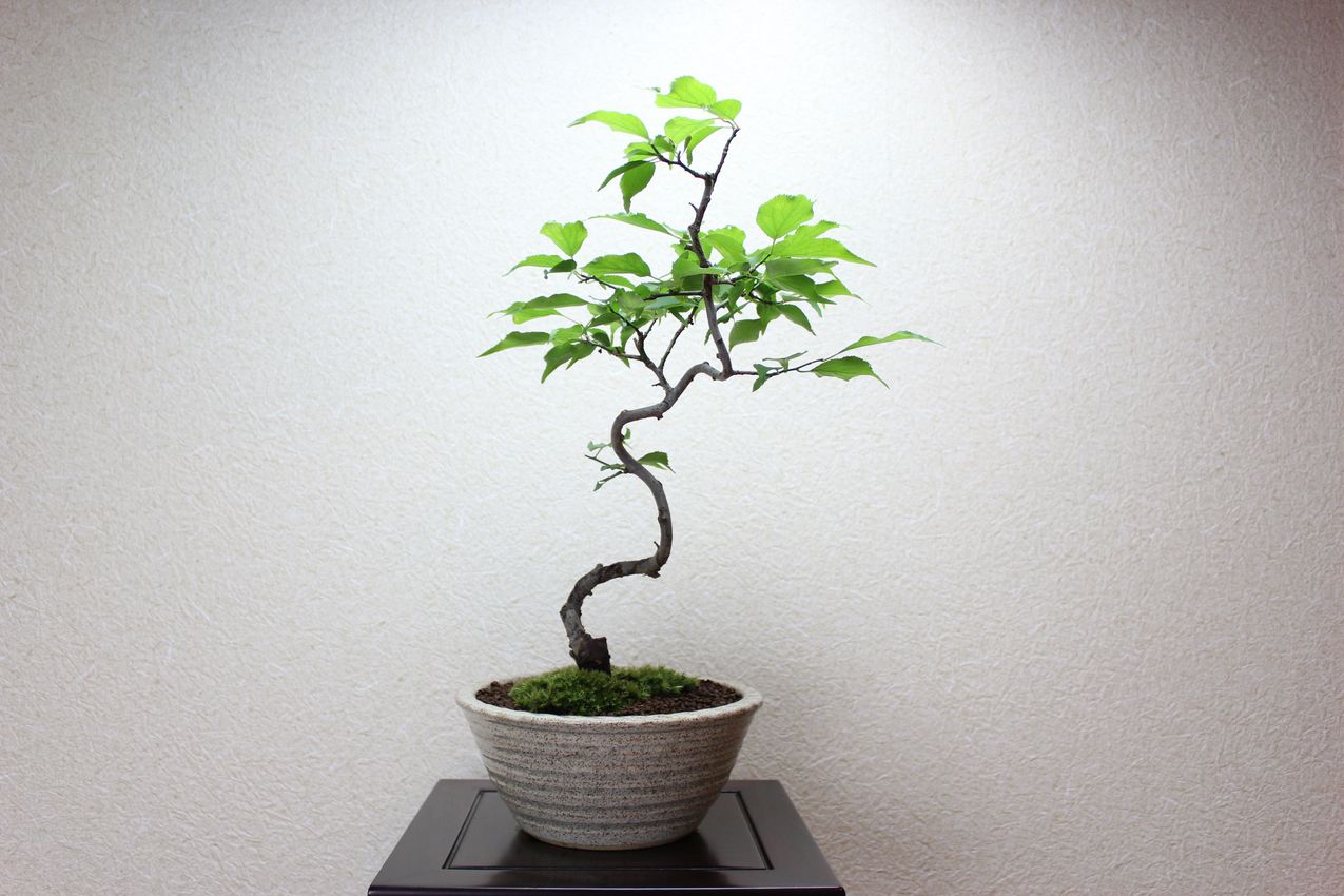 梅,苔,苔玉,ミニ盆栽,盆栽通販,