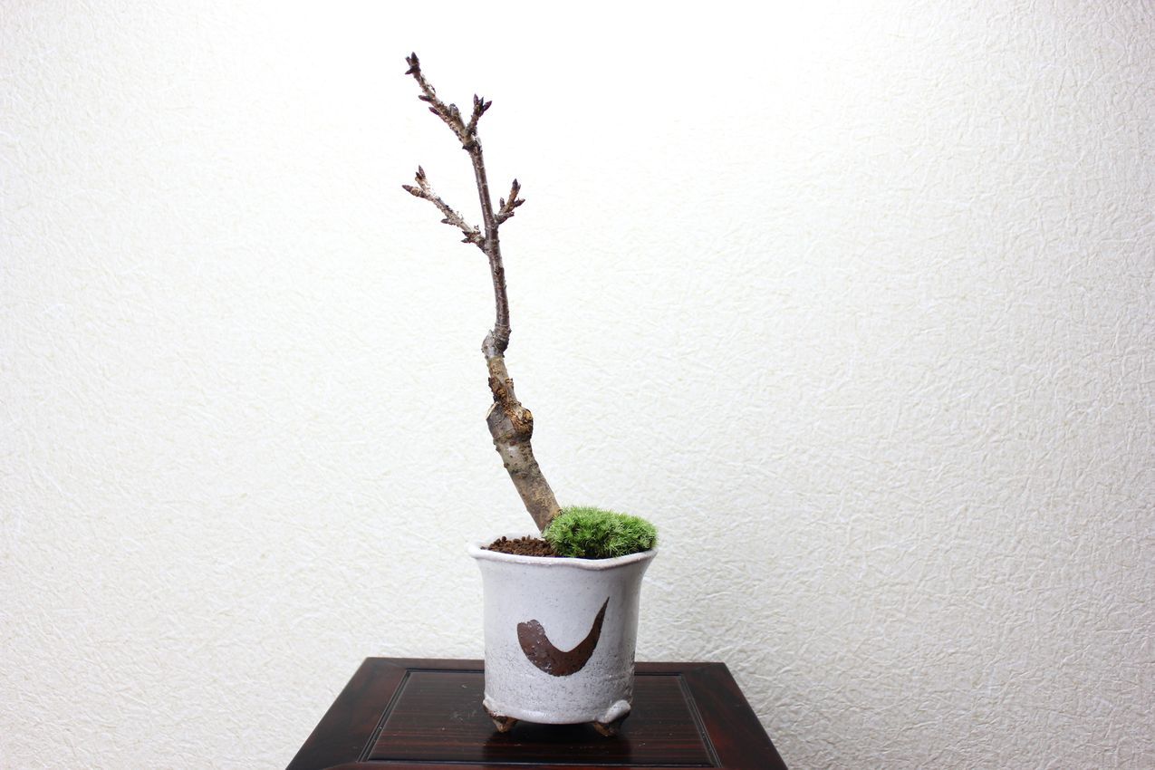 旭山桜,苔,苔玉,ミニ盆栽,盆栽通販,