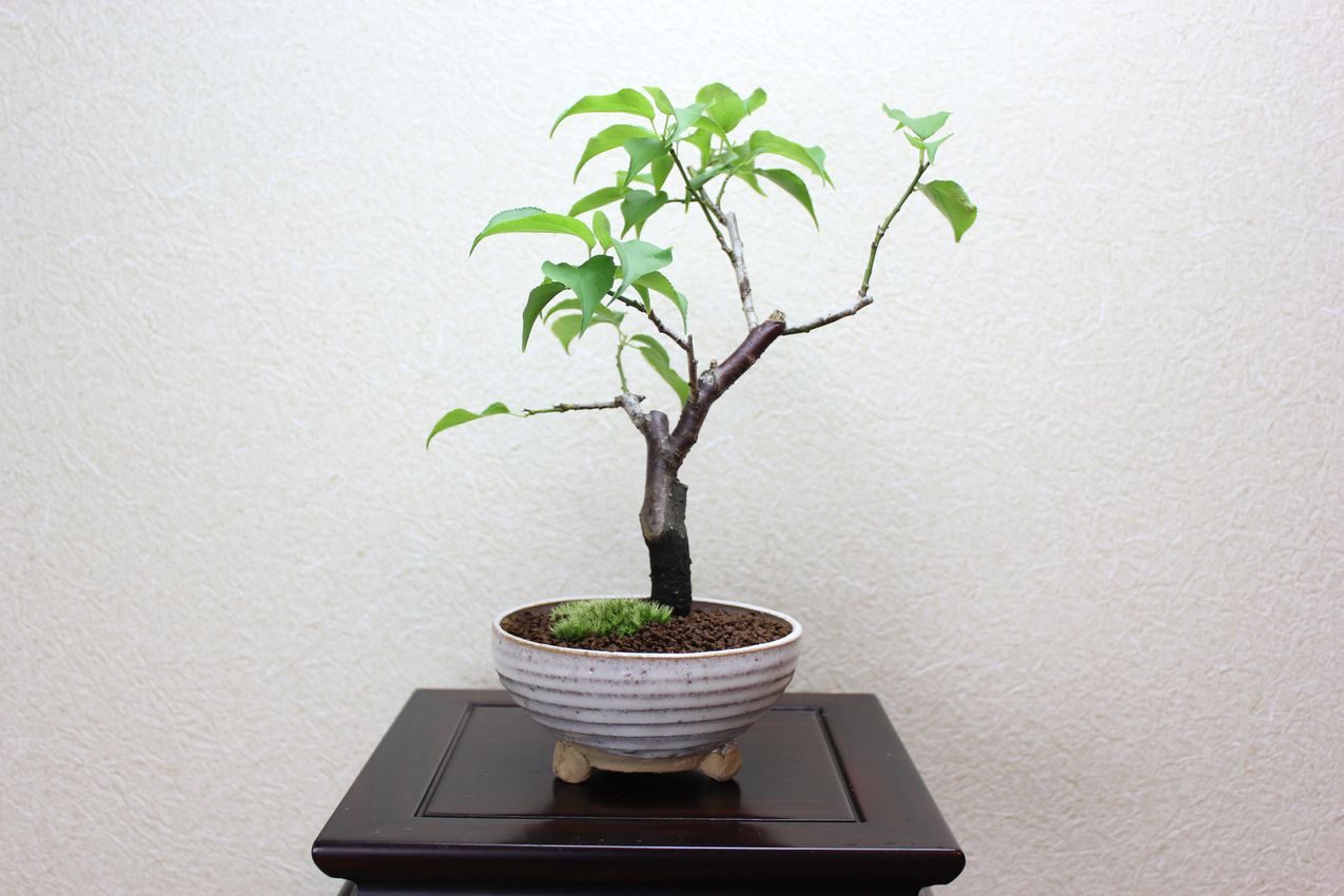 梅,苔,苔玉,ミニ盆栽,盆栽通販,