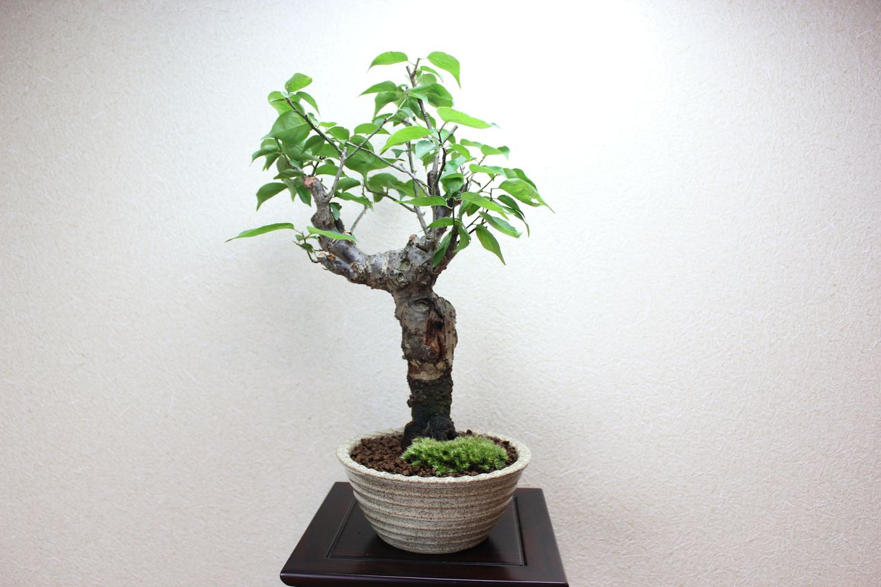 梅,苔,苔玉,ミニ盆栽,盆栽通販,