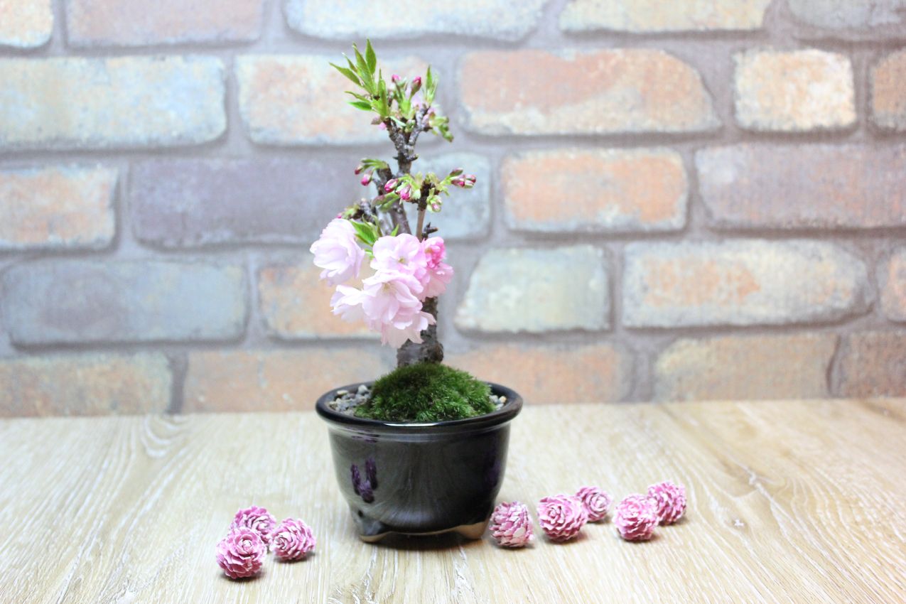 旭山桜(一才桜),苔,苔玉,ミニ盆栽,盆栽通販,