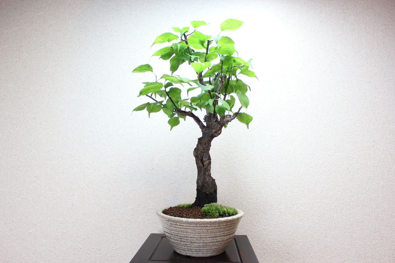 梅,苔,苔玉,ミニ盆栽,盆栽通販,