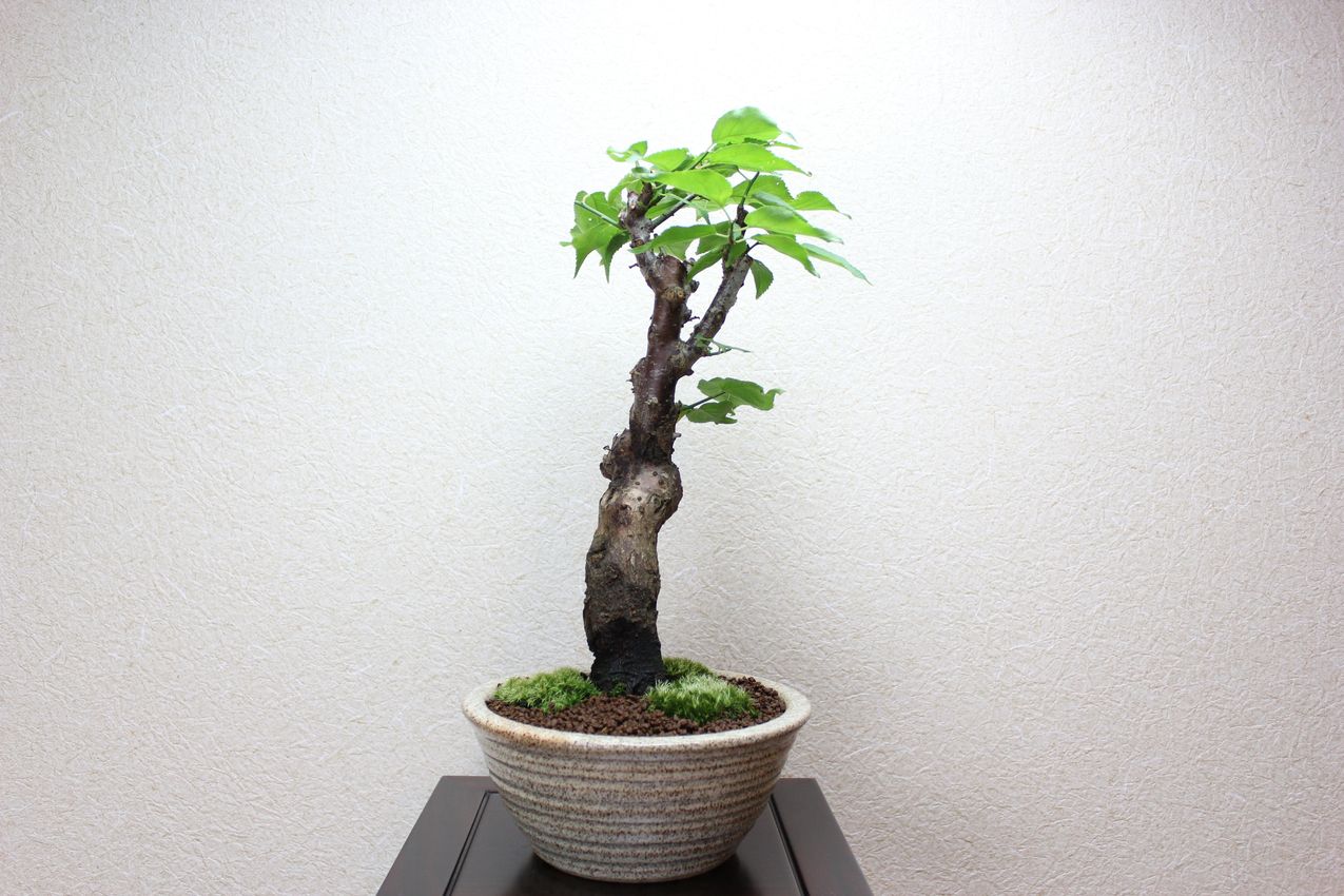 梅,苔,苔玉,ミニ盆栽,盆栽通販,