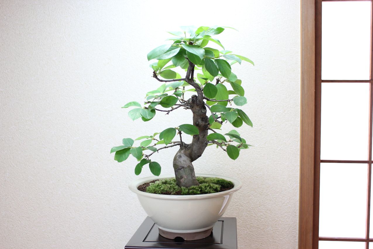 唐カリン,苔,苔玉,ミニ盆栽,盆栽通販,