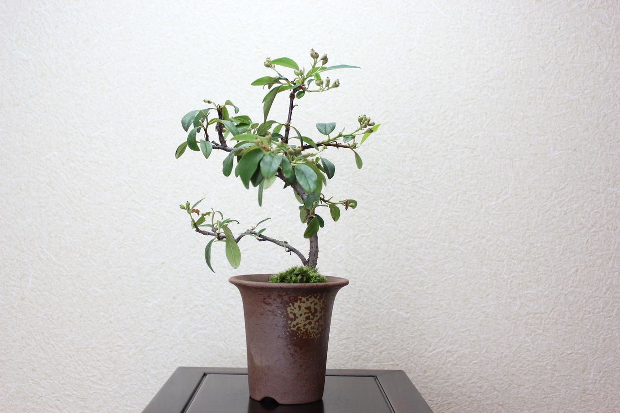 コトネアスター,苔,苔玉,ミニ盆栽,盆栽通販,