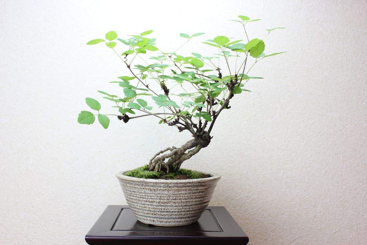 アケビ,苔,苔玉,ミニ盆栽,盆栽通販,