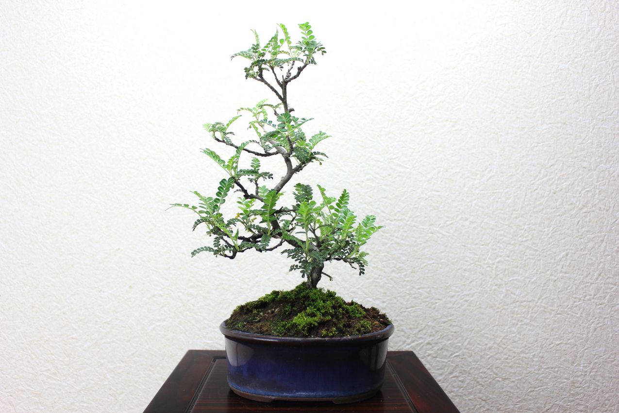 イソザンショウ,苔,苔玉,ミニ盆栽,盆栽通販,