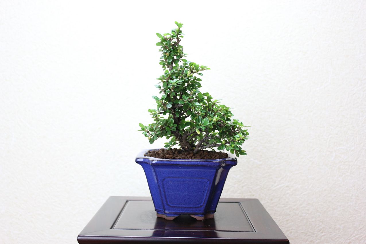 ベニシタン,苔,苔玉,ミニ盆栽,盆栽通販,