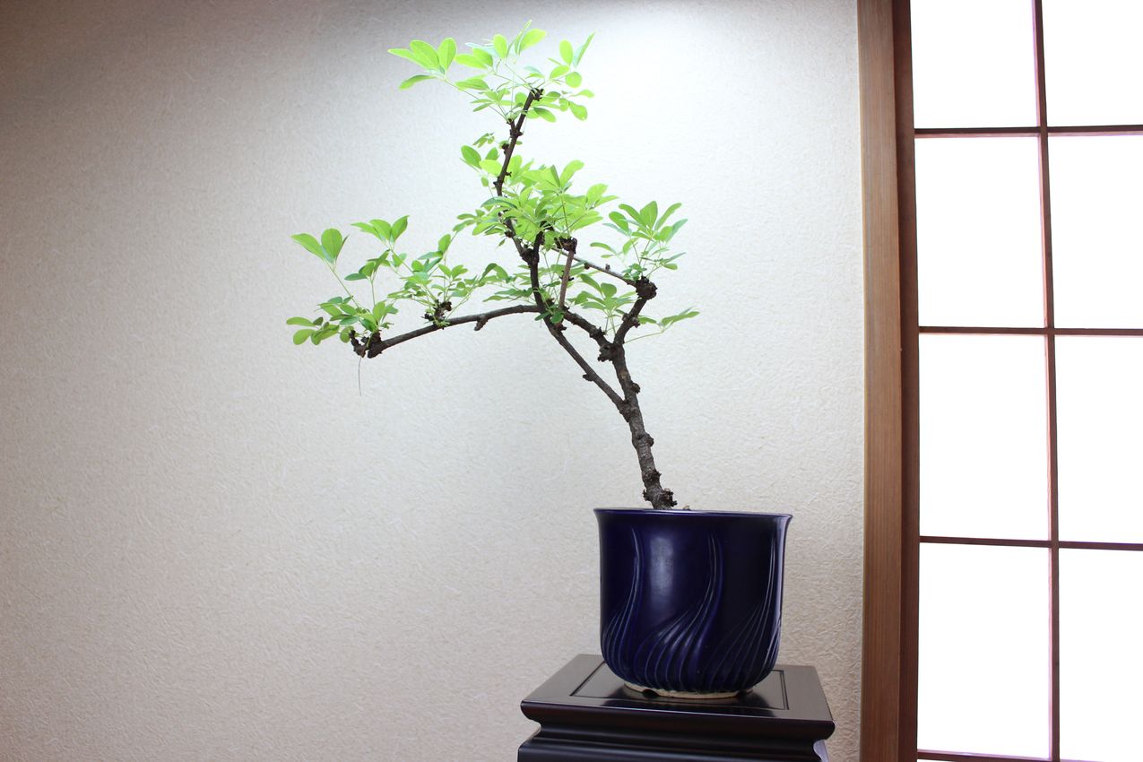 アケビ,苔,苔玉,ミニ盆栽,盆栽通販,