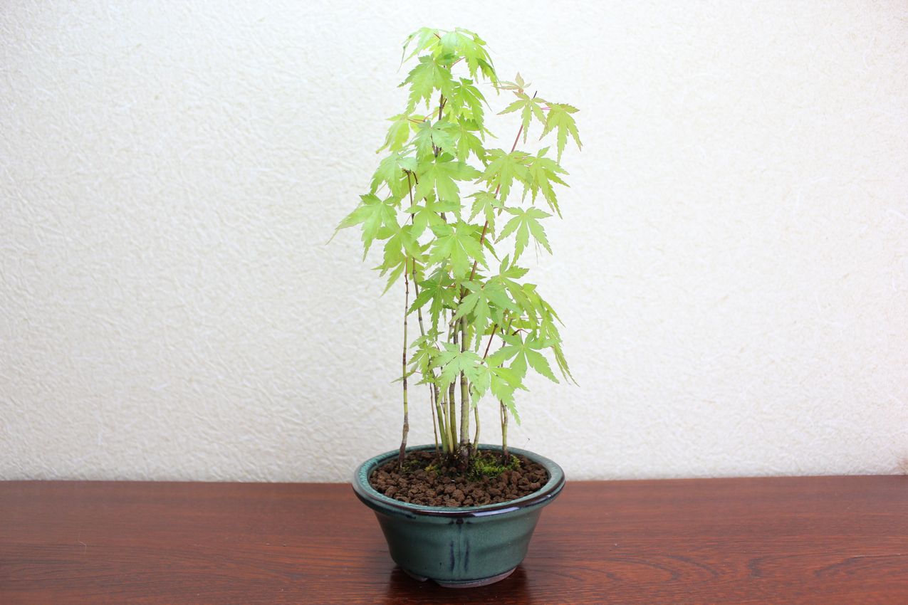 山モミジ,苔,苔玉,ミニ盆栽,盆栽通販,