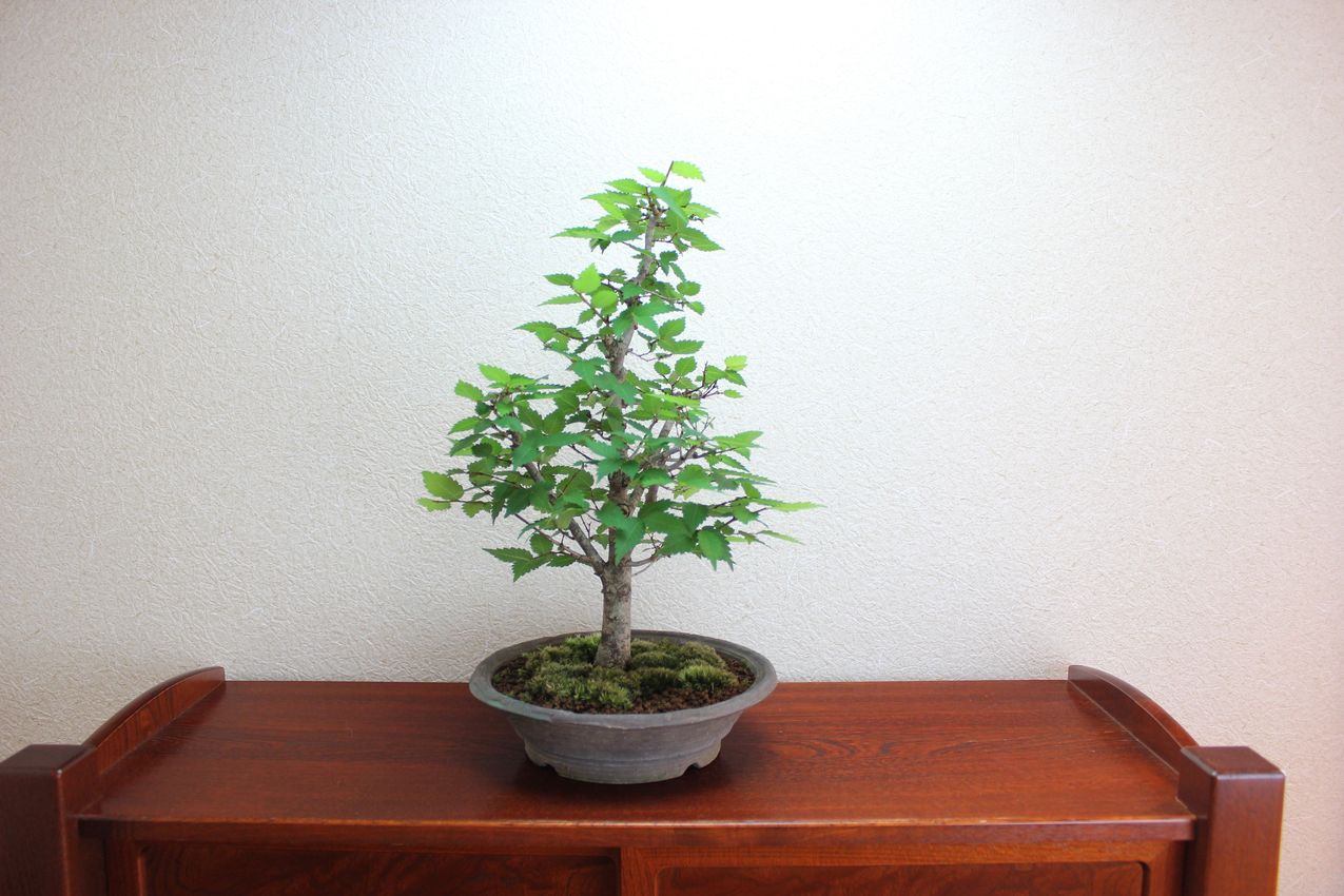 ケヤキ,苔,苔玉,ミニ盆栽,盆栽通販,