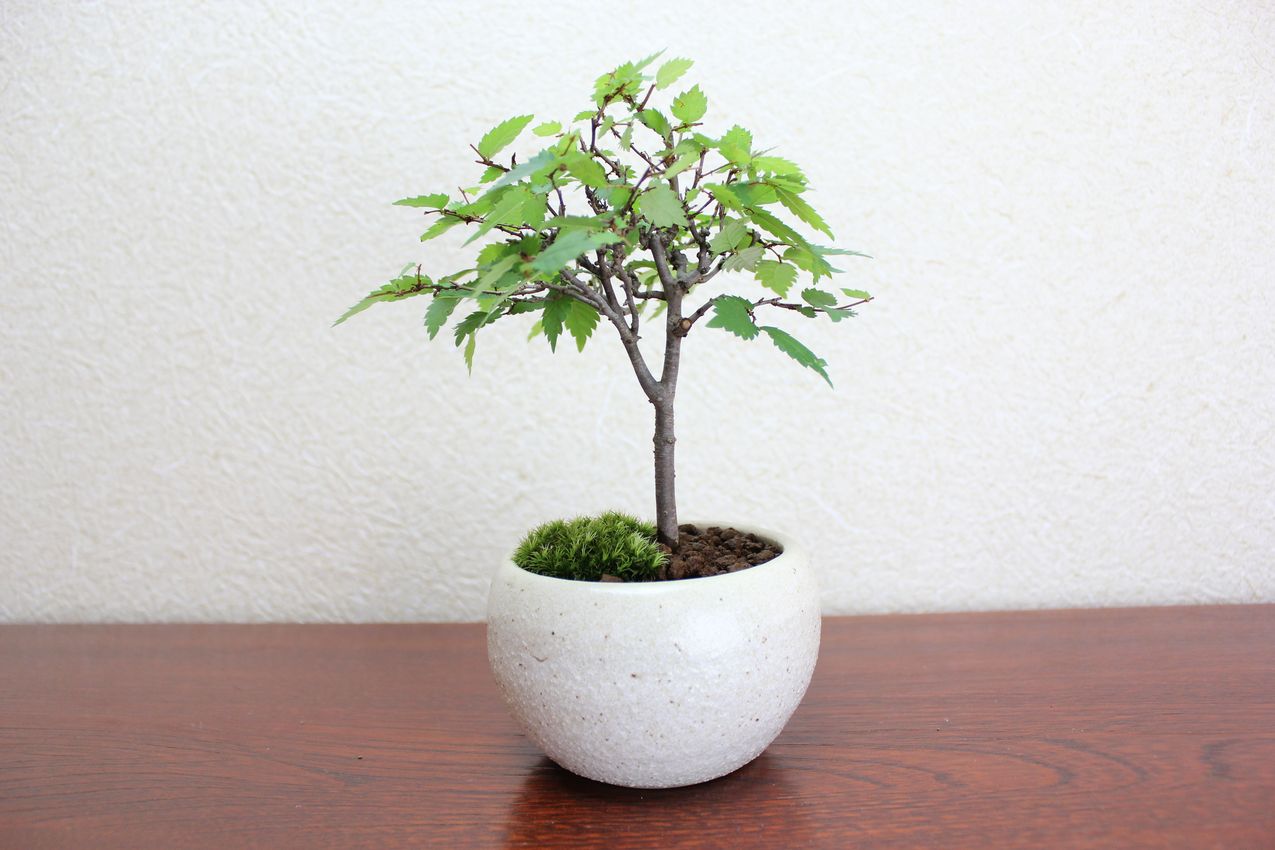 ケヤキ,苔,苔玉,ミニ盆栽,盆栽通販,
