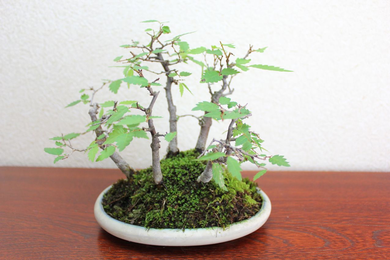 ケヤキ,苔,苔玉,ミニ盆栽,盆栽通販,