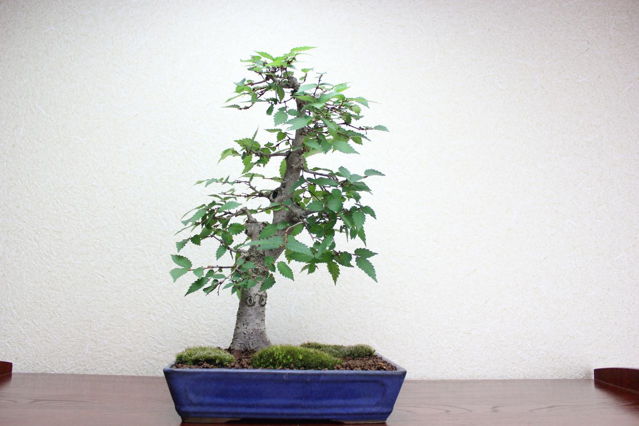 ケヤキ,苔,苔玉,ミニ盆栽,盆栽通販,