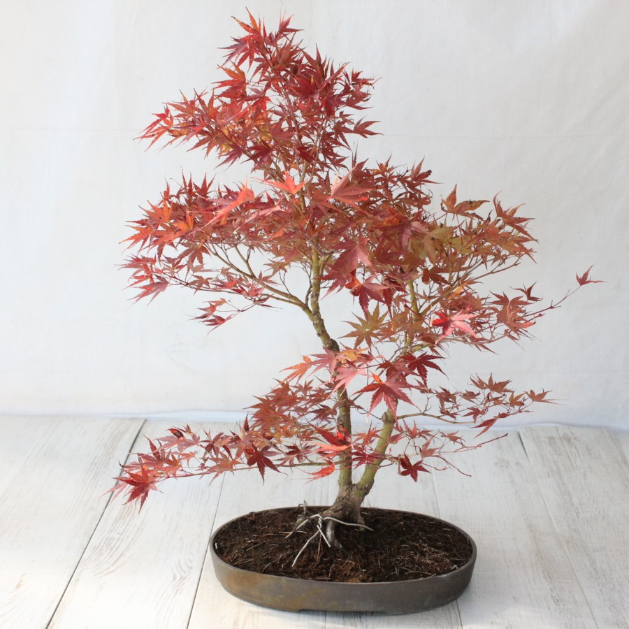 荒皮性モミジ