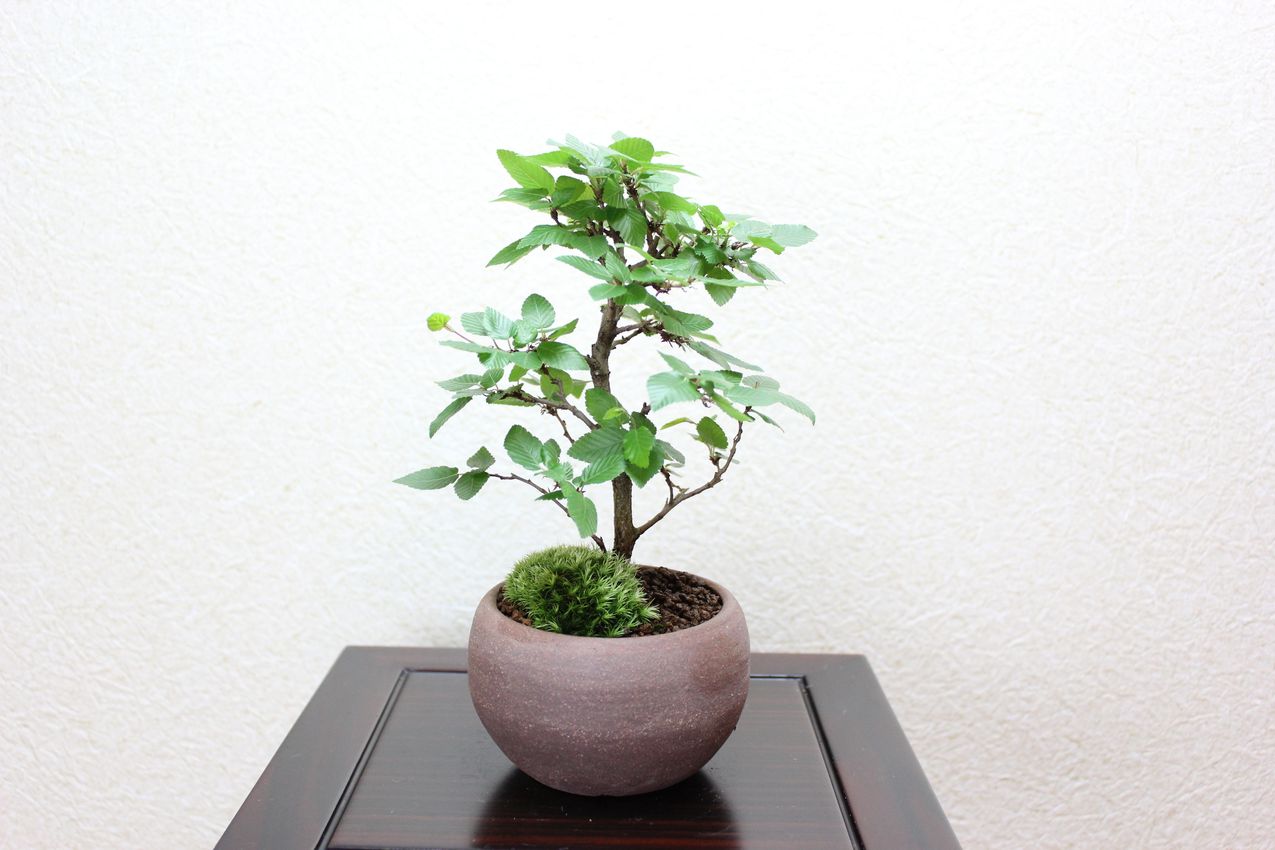 イワシデ,苔,苔玉,ミニ盆栽,盆栽通販,