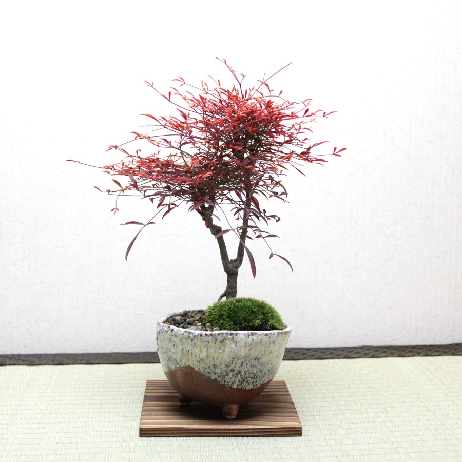 錦糸南天　なんてん　盆栽　