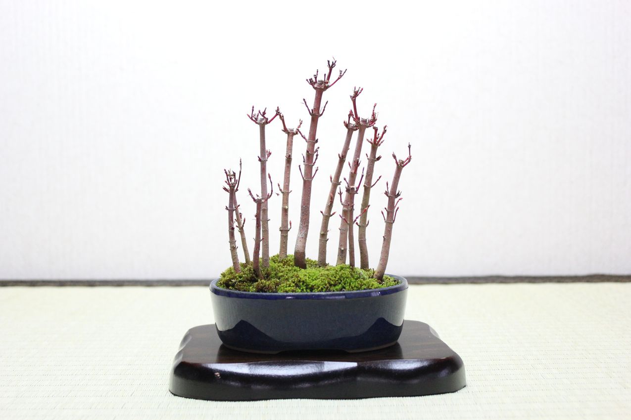 山もみじ寄せ植え,苔,苔玉,ミニ盆栽,盆栽通販,