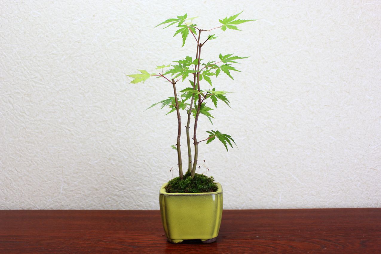 山モミジ,苔,苔玉,ミニ盆栽,盆栽通販,