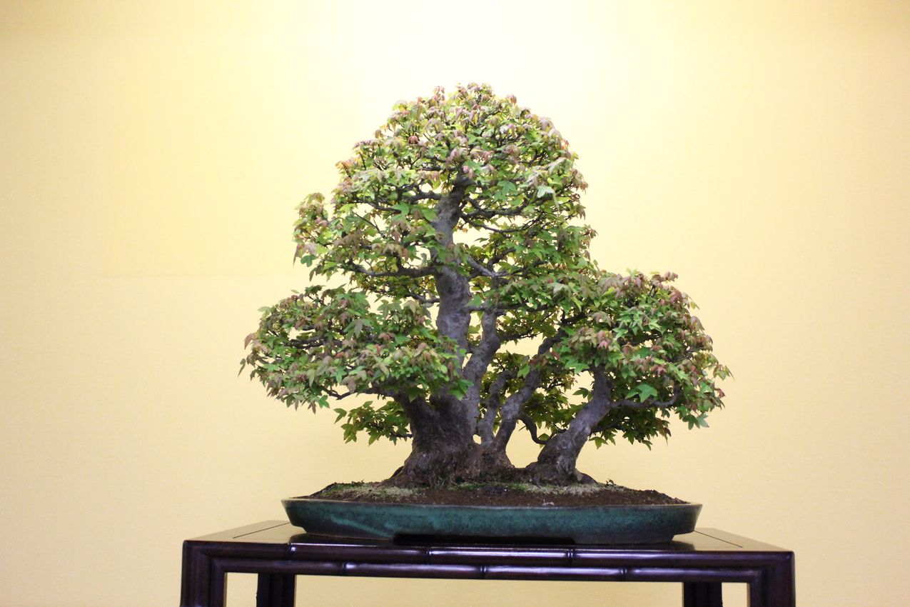カエデ,苔,苔玉,ミニ盆栽,盆栽通販,
