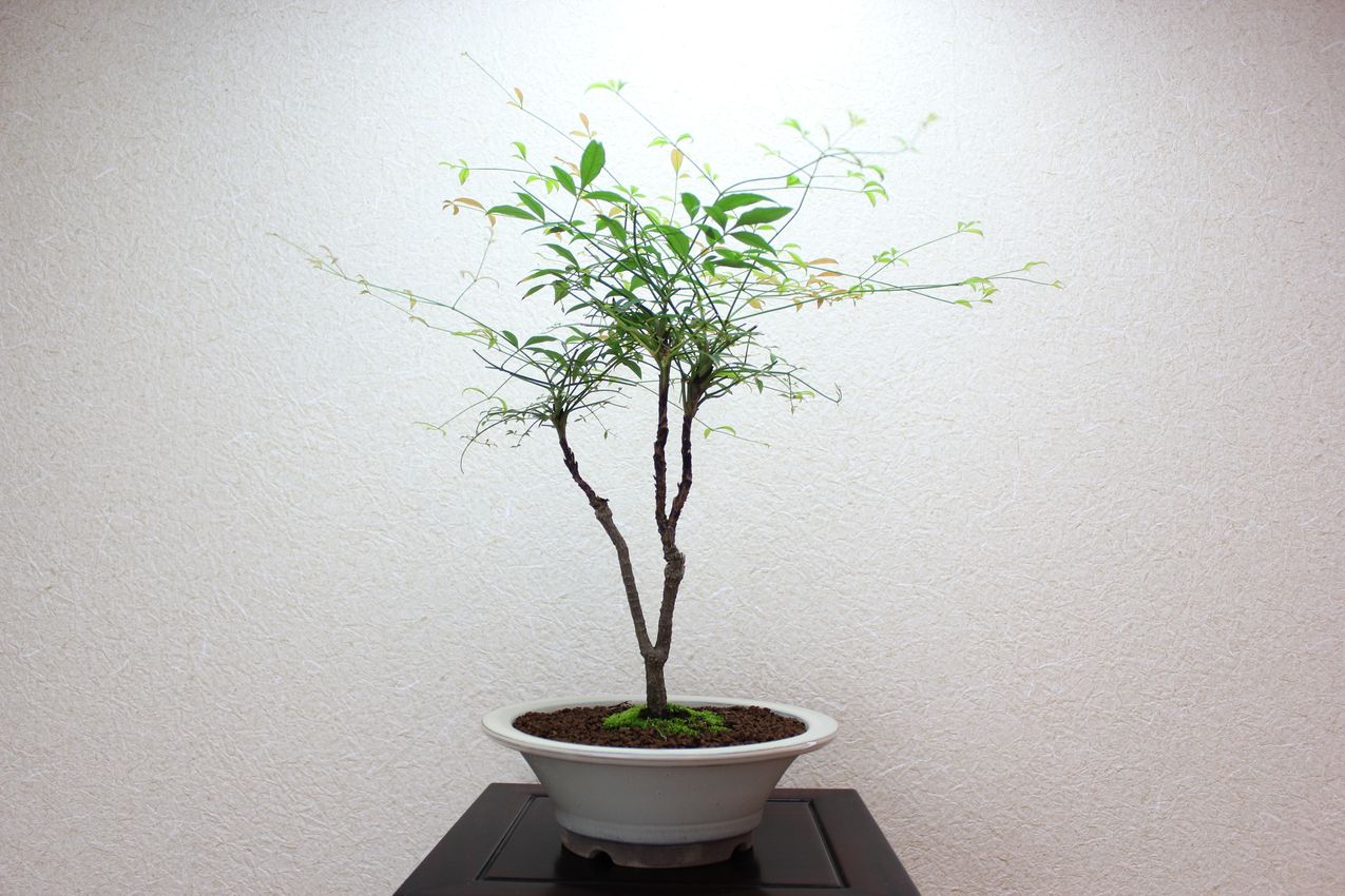 錦糸南天,苔,苔玉,ミニ盆栽,盆栽通販,