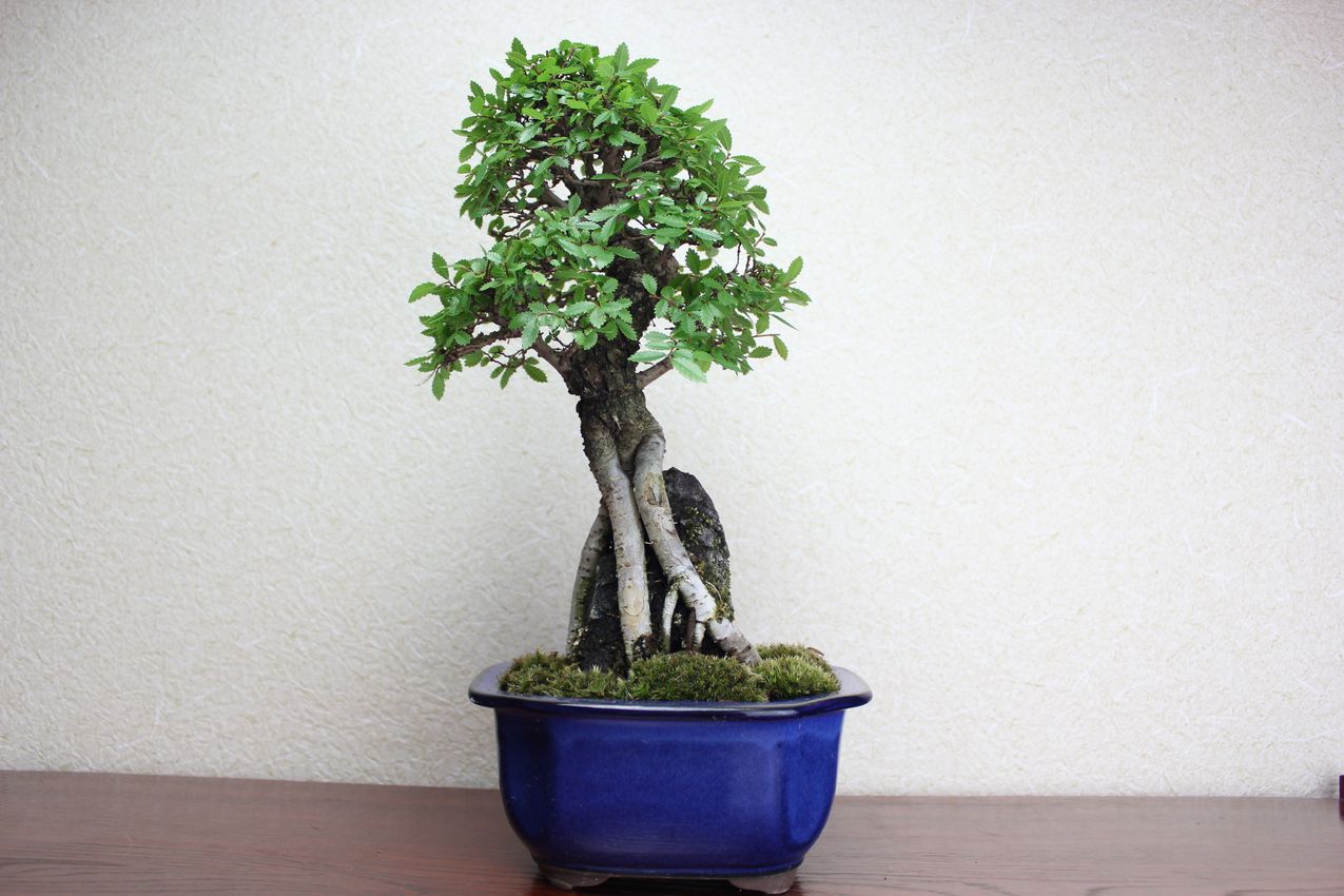 ニレケヤキ,苔,苔玉,ミニ盆栽,盆栽通販,