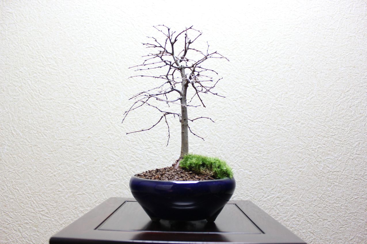 ケヤキ,苔,苔玉,ミニ盆栽,盆栽通販,
