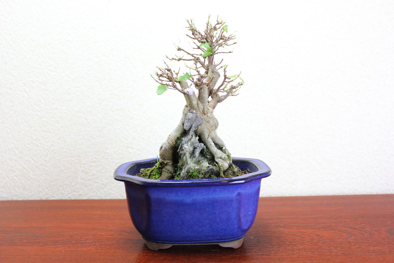 カエデ,苔,苔玉,ミニ盆栽,盆栽通販,