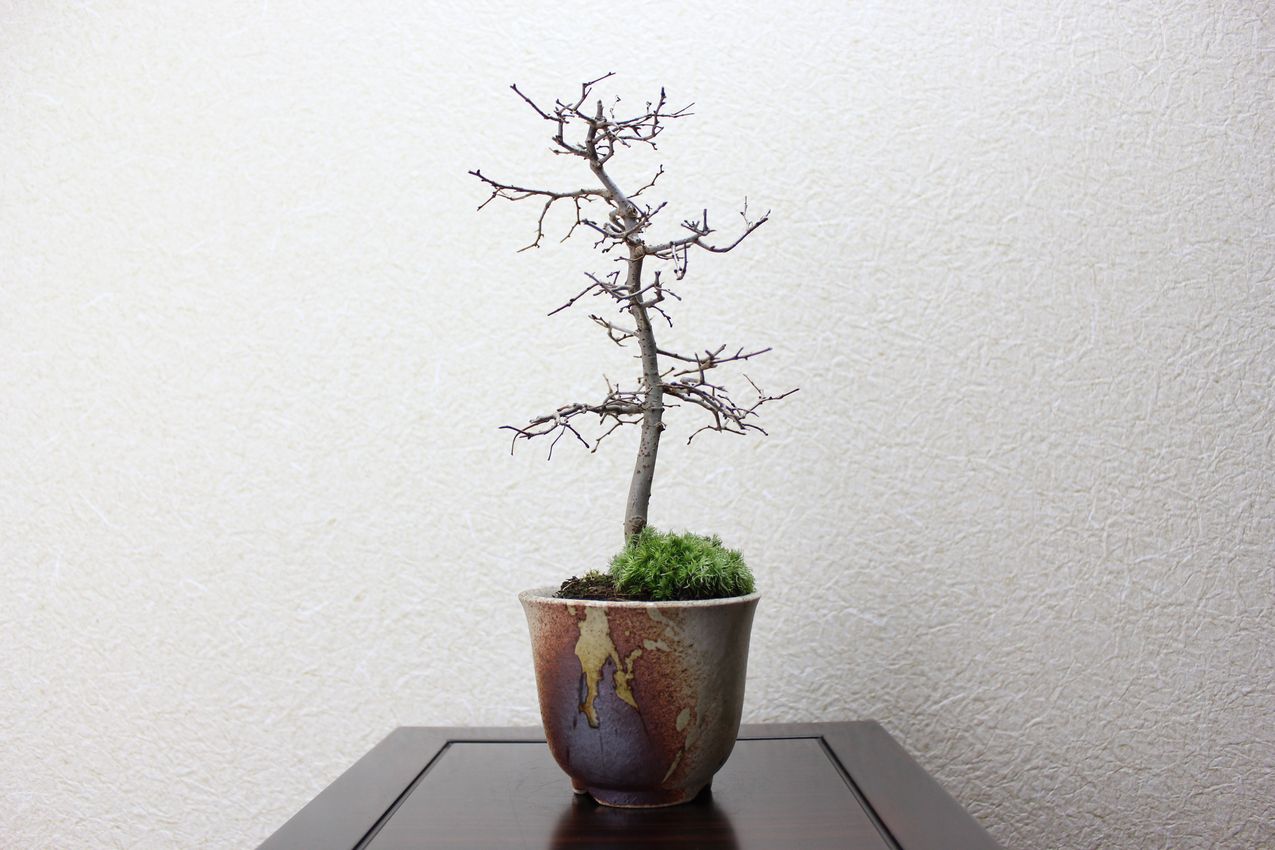 ケヤキ,苔,苔玉,ミニ盆栽,盆栽通販,