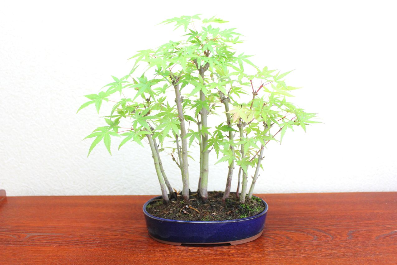 山モミジ,苔,苔玉,ミニ盆栽,盆栽通販,