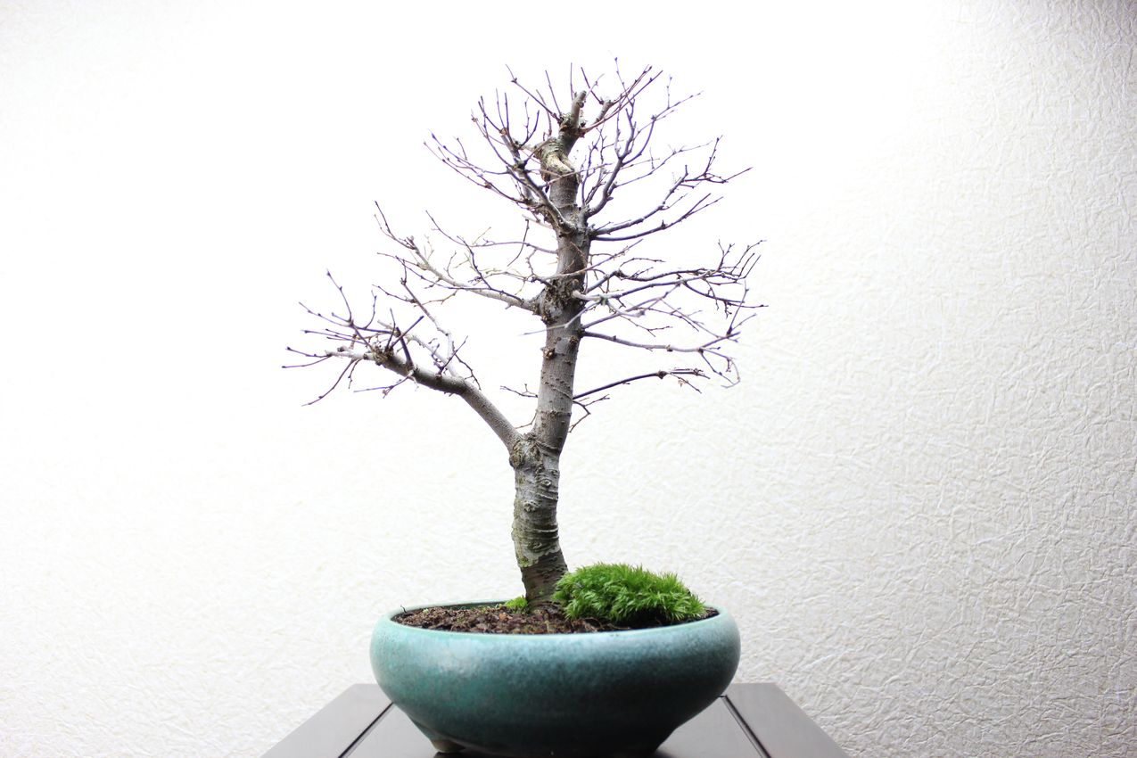 ケヤキ,苔,苔玉,ミニ盆栽,盆栽通販,