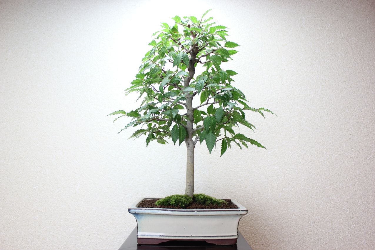 ブナ,苔,苔玉,ミニ盆栽,盆栽通販,
