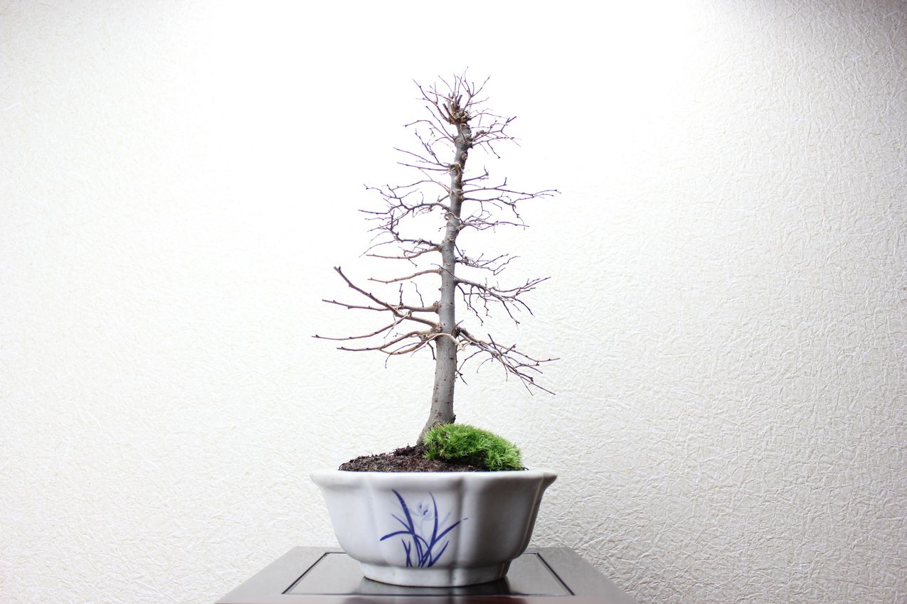 ケヤキ,苔,苔玉,ミニ盆栽,盆栽通販,