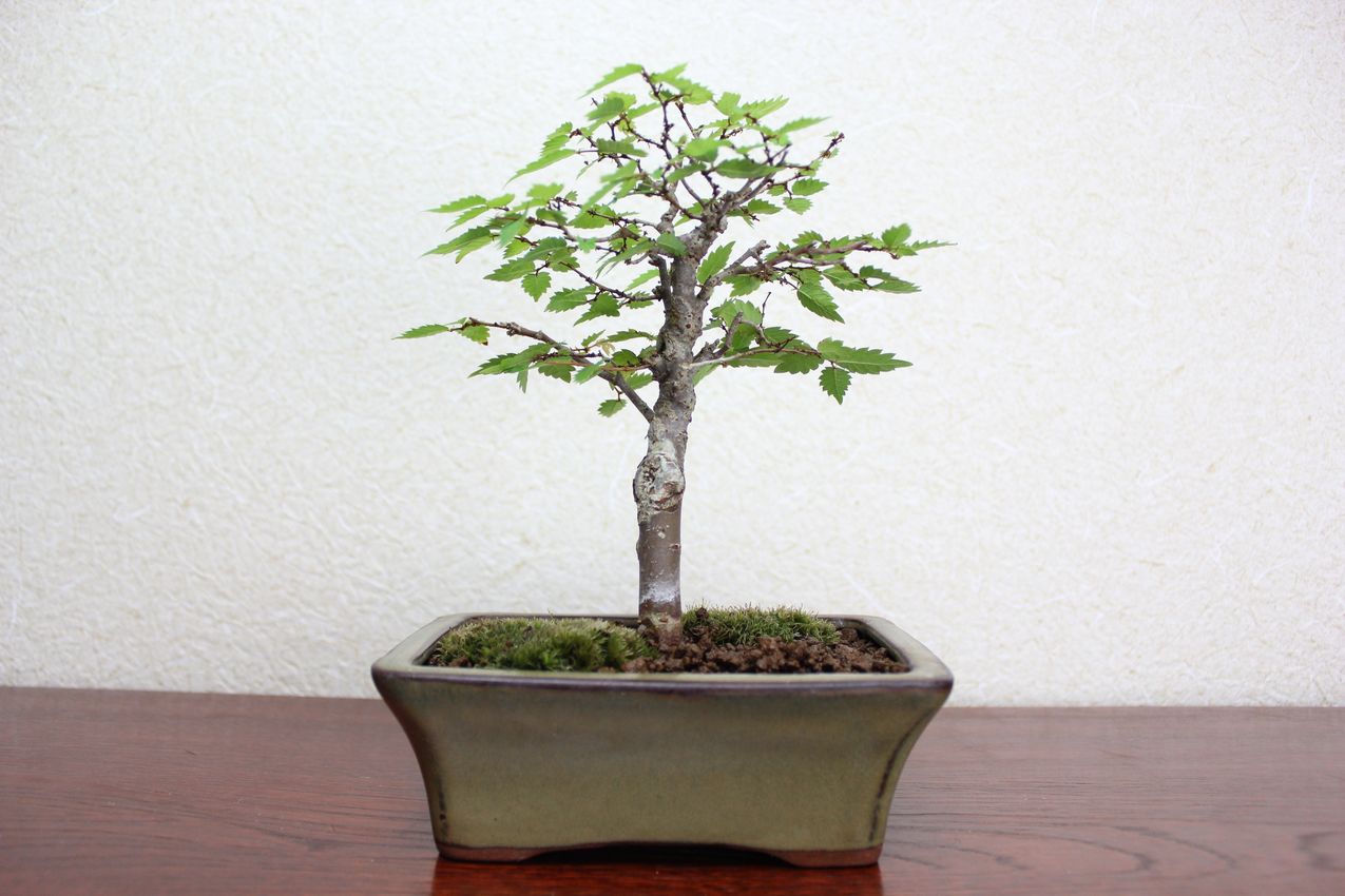 ケヤキ,苔,苔玉,ミニ盆栽,盆栽通販,