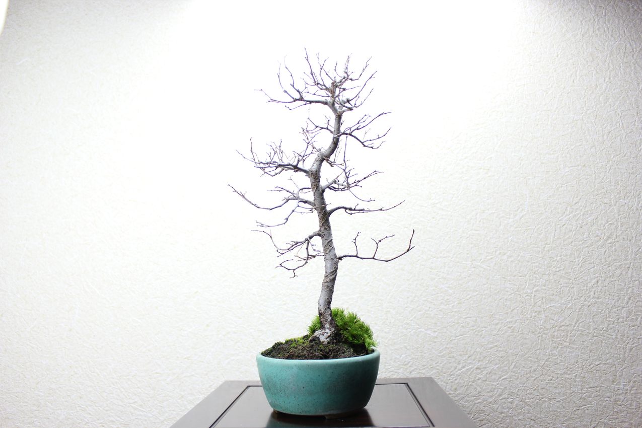 ケヤキ,苔,苔玉,ミニ盆栽,盆栽通販,