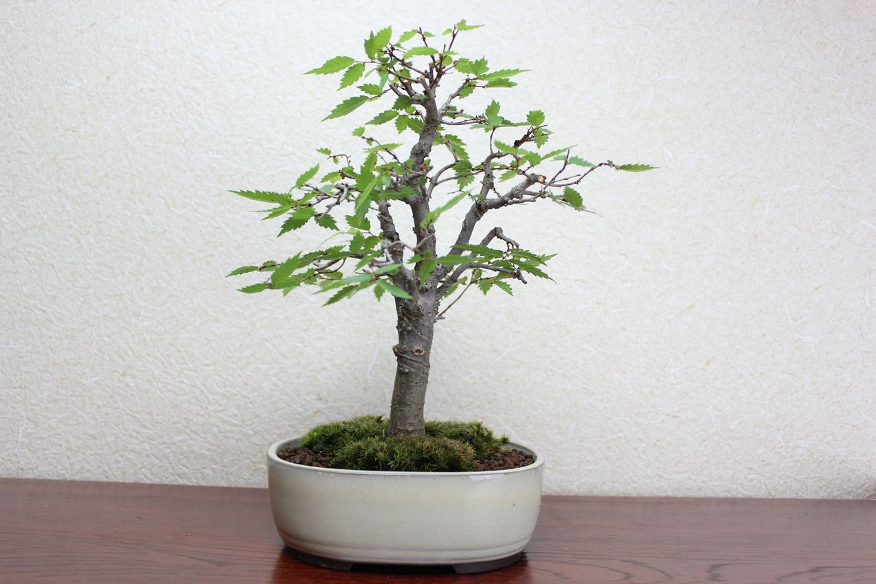 ケヤキ,苔,苔玉,ミニ盆栽,盆栽通販,