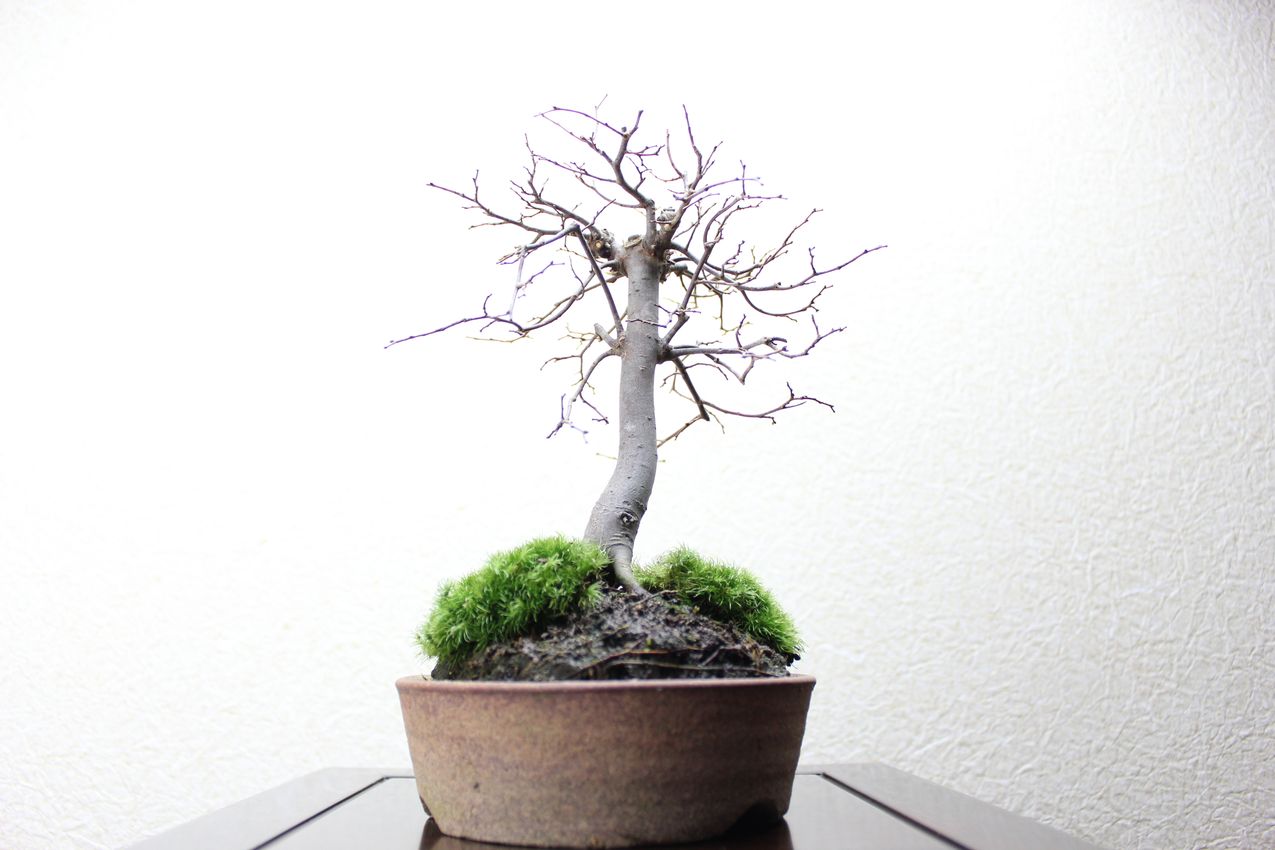 ケヤキ,苔,苔玉,ミニ盆栽,盆栽通販,