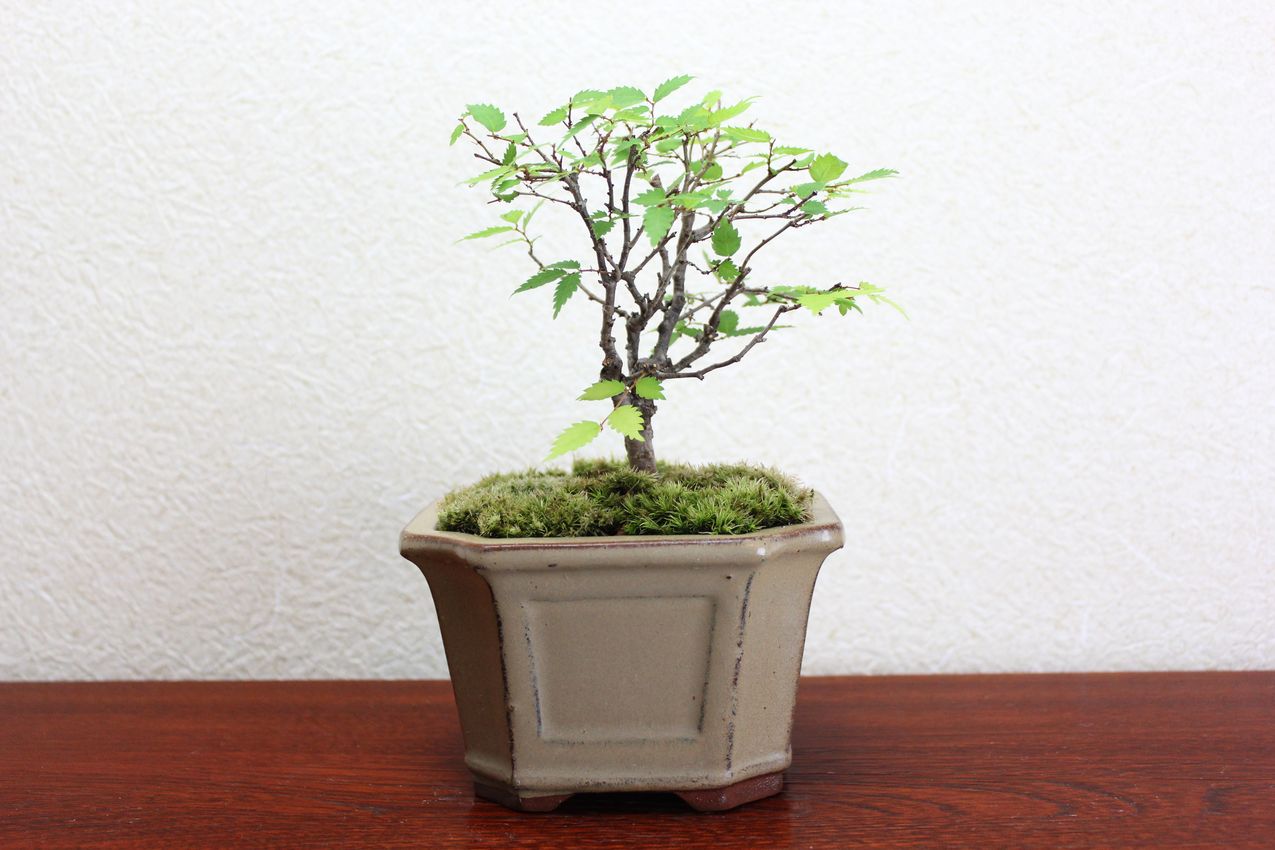ケヤキ,苔,苔玉,ミニ盆栽,盆栽通販,