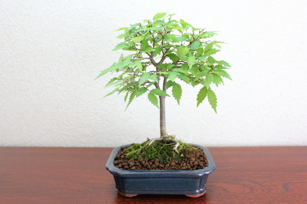 ケヤキ,苔,苔玉,ミニ盆栽,盆栽通販,