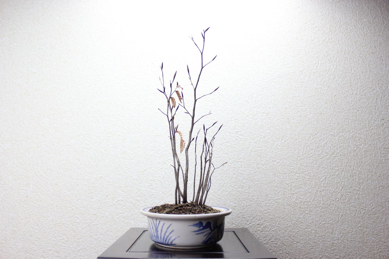 ブナ寄せ植え,苔,苔玉,ミニ盆栽,盆栽通販,