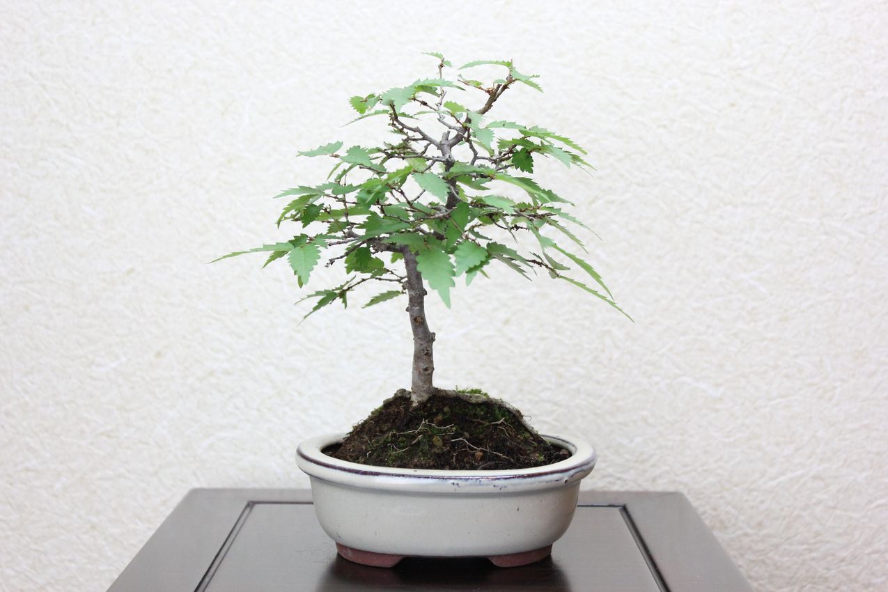 ケヤキ,苔,苔玉,ミニ盆栽,盆栽通販,