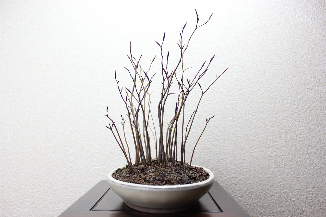 ブナ寄せ植え,苔,苔玉,ミニ盆栽,盆栽通販,