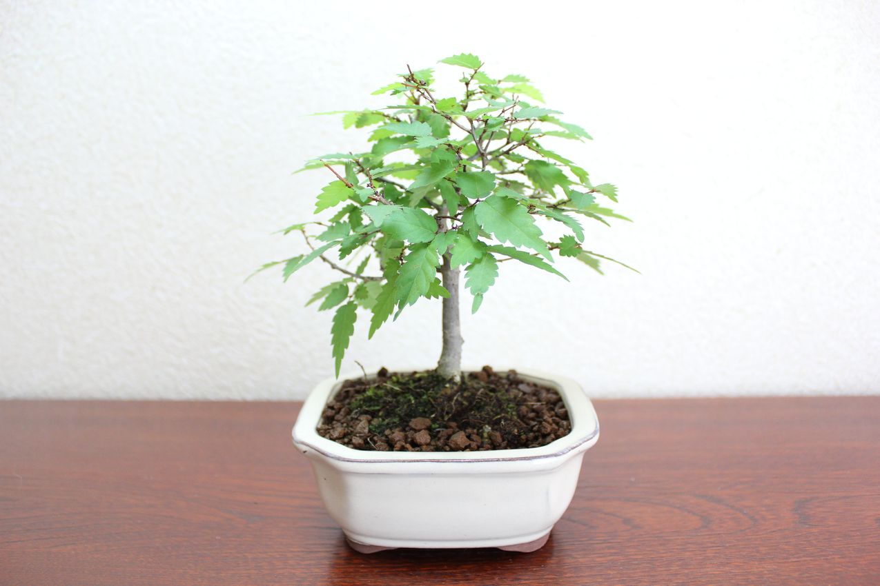 ケヤキ,苔,苔玉,ミニ盆栽,盆栽通販,