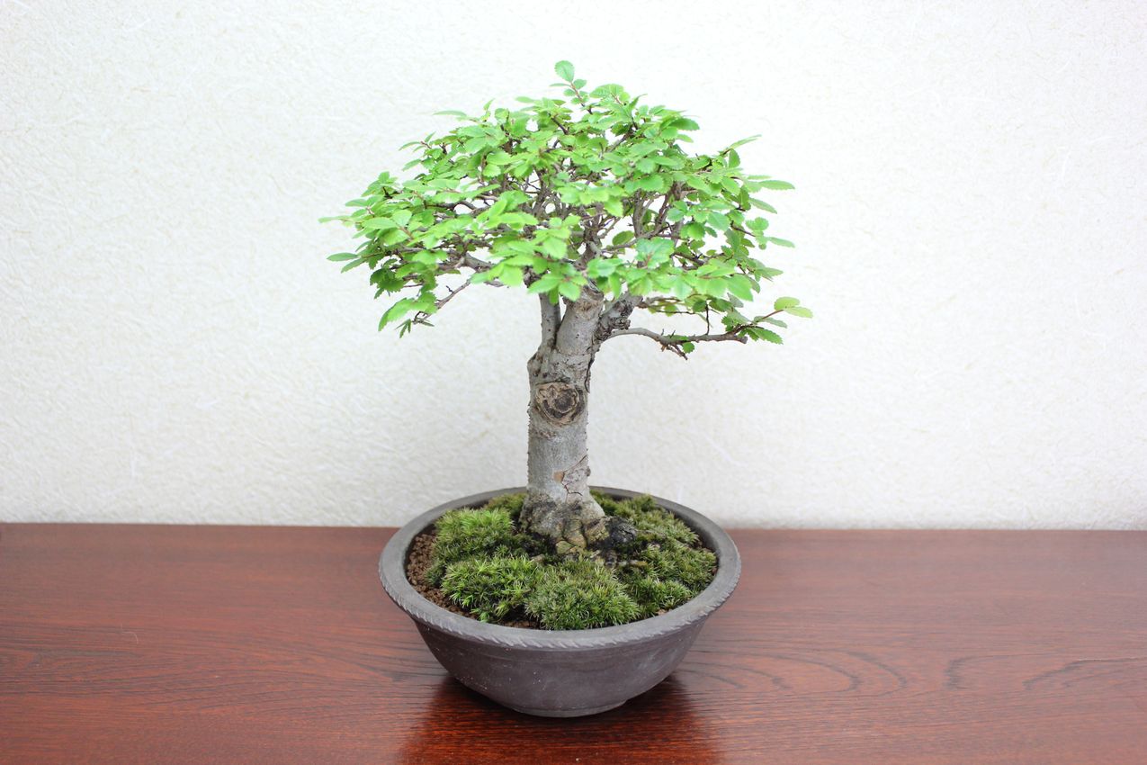 ニレケヤキ,苔,苔玉,ミニ盆栽,盆栽通販,