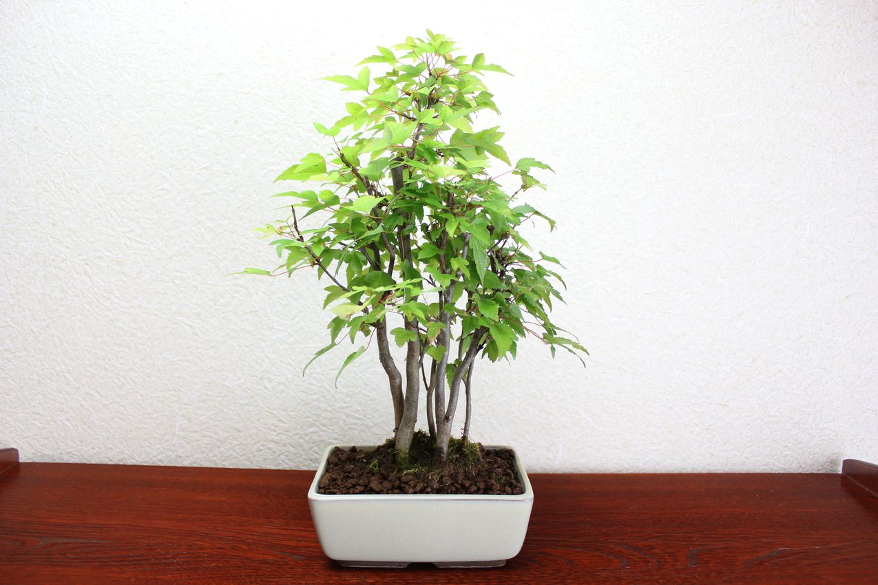 カエデ,苔,苔玉,ミニ盆栽,盆栽通販,