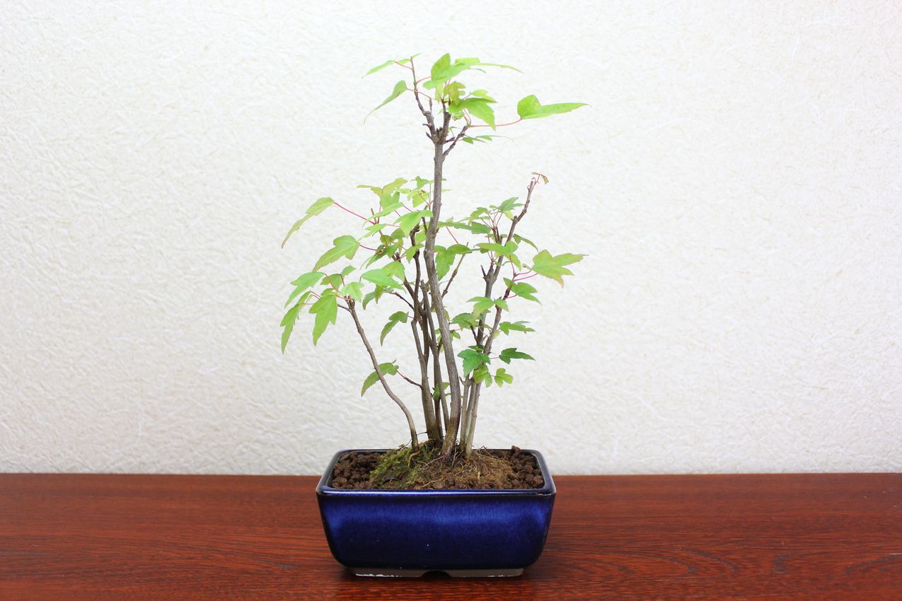 カエデ,苔,苔玉,ミニ盆栽,盆栽通販,