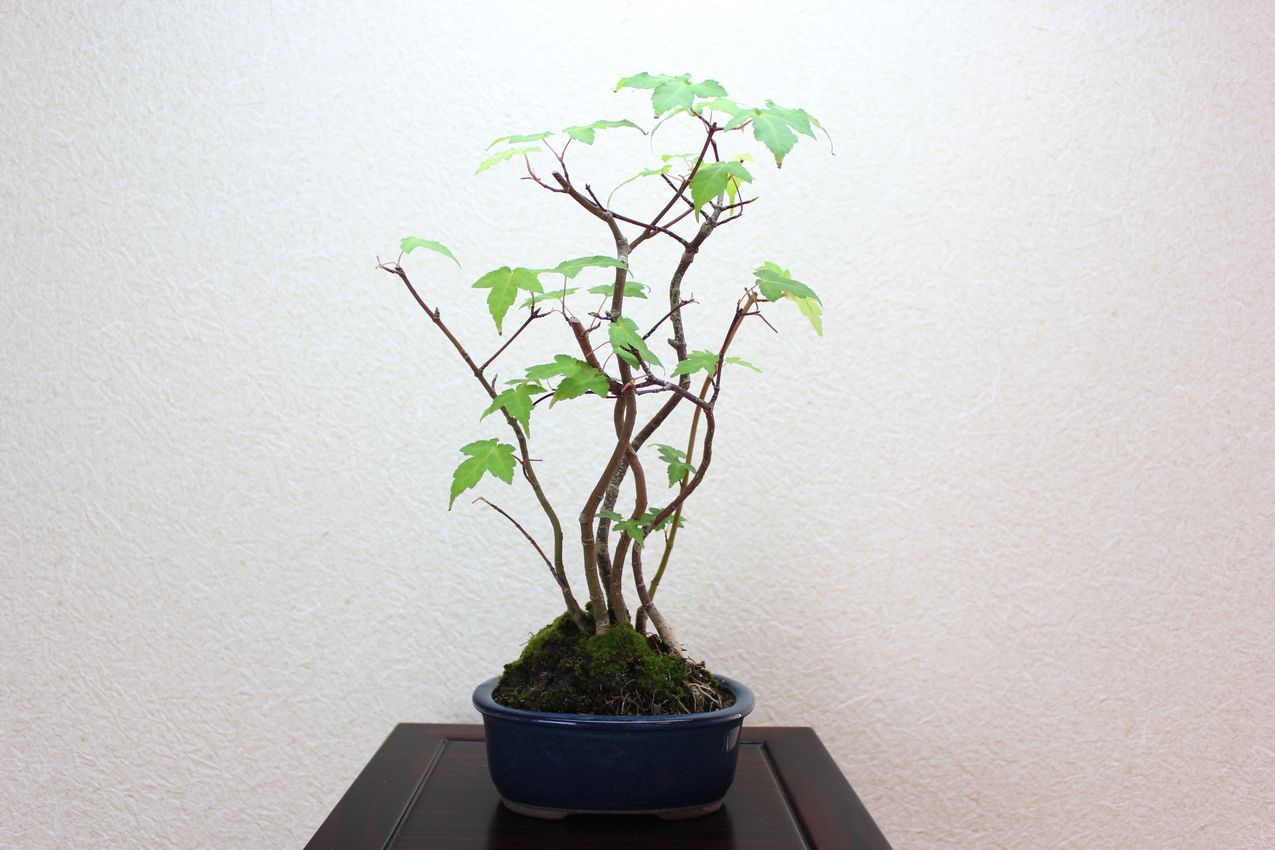 カエデ,苔,苔玉,ミニ盆栽,盆栽通販,