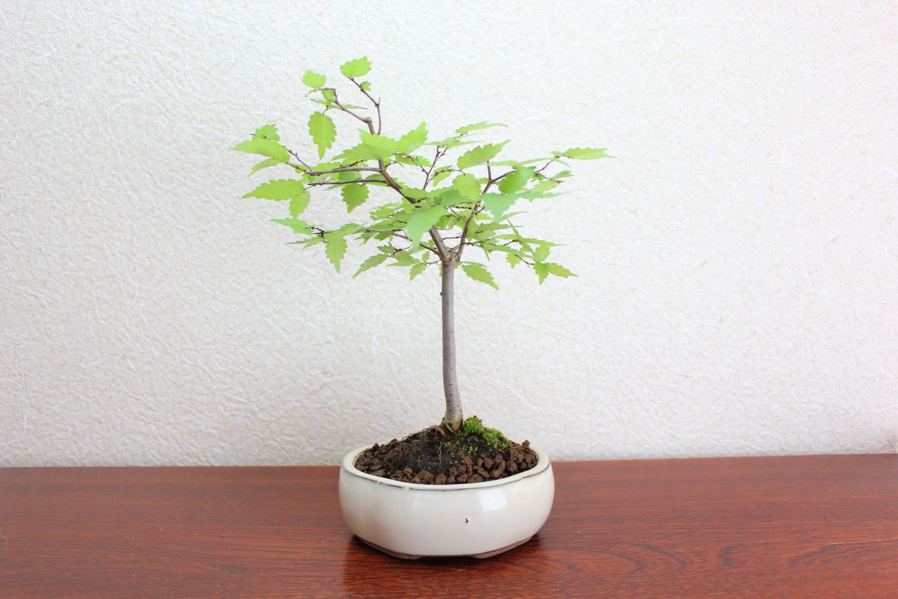 ケヤキ,苔,苔玉,ミニ盆栽,盆栽通販,